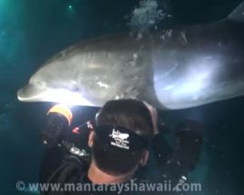Dolphin Rescue Hawaii
