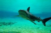 Global Fishing Threatens Endangered Sharks